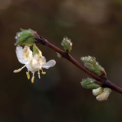Madressilva-de-inverno Winter Beauty - Lonicera purpusii
