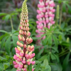 Lupinus The Châtelaine