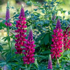 Lupinus My Castle em sementes