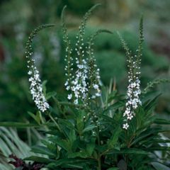 Lysimachia fortunei