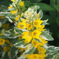 Lysimachia punctata Alexander
