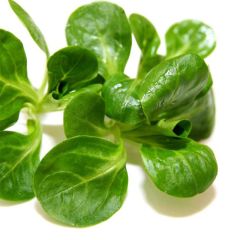 Canónigos Verde de Etampes biológico Ferme de Sainte Marthe