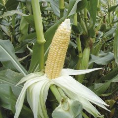 Milho doce Golden Bantam Bio - Zea mays