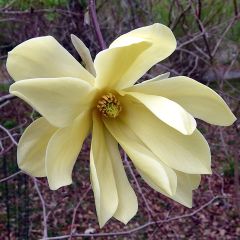 Magnolia stellata Gold Star