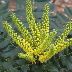 Mahónia japonica Hivernant
