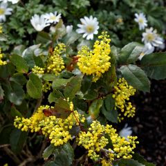 Mahónia aquifolium Apollo