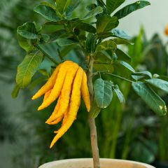 Cidra mão-de-buda - Citrus medica var. sarcodactylis