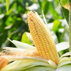 Milho-doce Swift - Zea mays