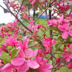 Malus Prairiefire