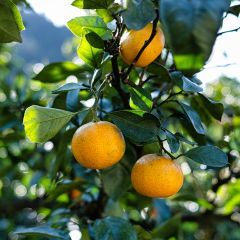 Tangerineira Satsuma - Citrus reticulata subsp. unshiu