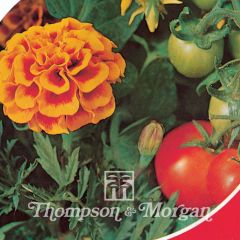 Cravo-túnico Tomato Growing Secret em sementes - Tagetes patula