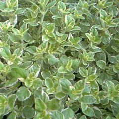 Orégão variegado - Origanum vulgare Country Cream