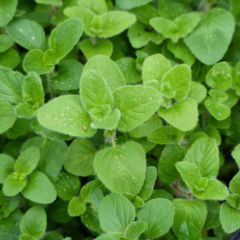 Oregão - Manjerona Perene plantas jovens Bio