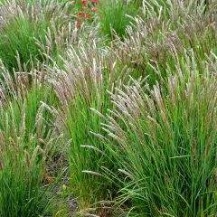 Melica ciliata