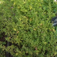 Erva-cidreira - Melissa officinalis
