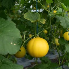 Melão Bola de Ouro - Ferme de Sainte Marthe Bio