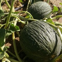 Melão Verde Oliva de Inverno - Ferme de Sainte Marthe Bio