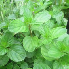 Hortelã-pimenta Chartreuse Bio - Mentha piperita Chartreuse