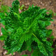 Hortelã-crespa Bio - Mentha spicata Crispa