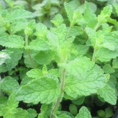 Hortelã-morango Bio - Mentha spicata Strawberry