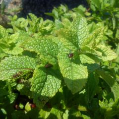 Hortelã-marroquina - Mentha spicata Nannah