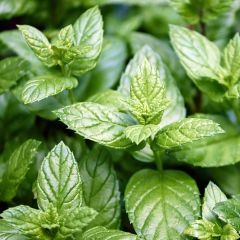 Hortelã-pimenta Citaro plantas jovens - Mentha piperata em planta
