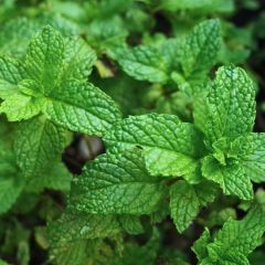 Hortelã espanhola plantas jovens biológicas