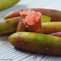 Limão-caviar Grãos Verdes - Microcitrus australasica