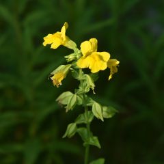 Mimulus luteus - Mímulo-amarelo