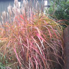 Miscanto sinensis Ghana