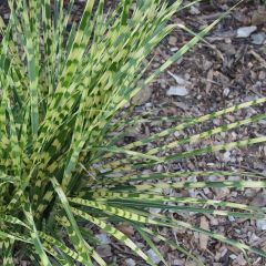 Miscanto sinensis Gold Bar