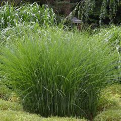 Miscanto sinensis Gracillimus