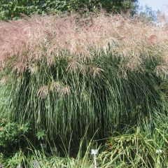 Miscanto sinensis Graziella