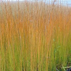 Molinia caerulea Edith Dudszus