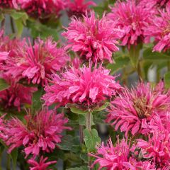 Monarda didyma Cranberry Lace