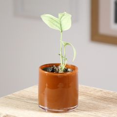 Amydrium medium Silver - Monstera