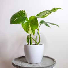 Monstera deliciosa Thai Constellation - Costela-de-adão