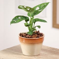 Monstera adansonii