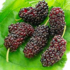 Morus acidosa Mulle - Amoreira-japonesa
