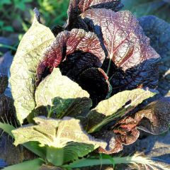 Mostarda Red Giant - Ferme de Sainte Marthe Bio