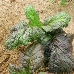 Mostarda vermelha Rouge de Rode Amsoïm - Ferme de Sainte Marthe Bio