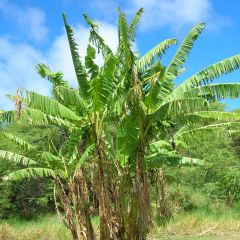 Musa itinerans Mekong Giant - Bananeira