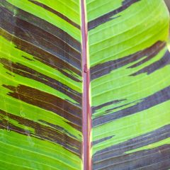 Musa sikkimensis Red Tiger - Bananeira-do-Sikkim