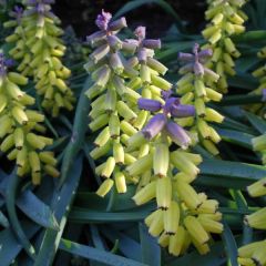 Jacinto-uva Golden fragrance - Muscari macrocarpum