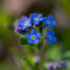 Miosótis sylvatica Blue Sylva