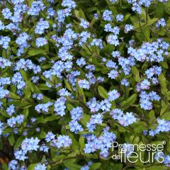 Miosótis sylvatica Savoie Blue em minimottes
