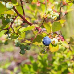 Mirtileiro Yello!Berryblue - Vaccinium corymbosum