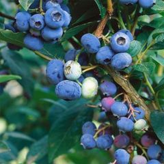 Mirtiloeiro Brigitta Blue biológico - Vaccinium corymbosum