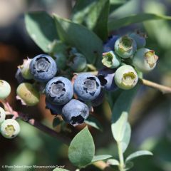 Mirtiloeiro Powder Blue Bio - Vaccinium x ashei