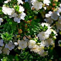 Myrtus communis subsp. tarentina
